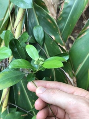 Gynochthodes umbellata