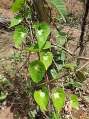 Dioscorea maciba image