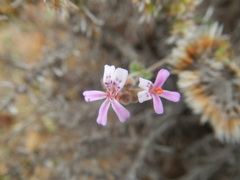 Pelargonium hypoleucum