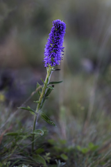 Veronica spicata bashkiriensis