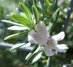 Westringia fruticosa