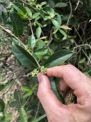Gynochthodes umbellata