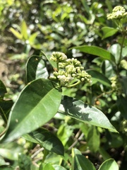 Gynochthodes umbellata