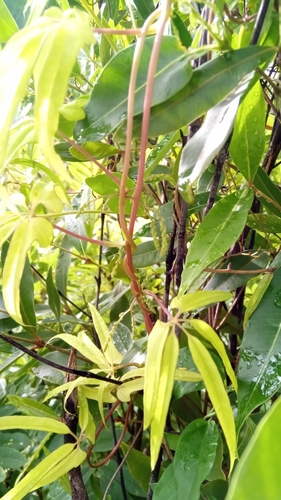 Dioscorea bemarivensis