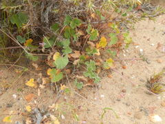 Pelargonium hypoleucum
