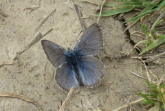 Glaucopsyche lygdamus