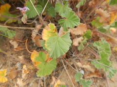 Pelargonium hypoleucum
