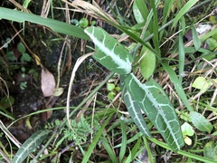 Gardneria multiflora