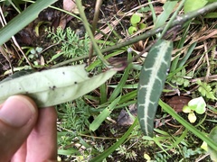 Gardneria multiflora