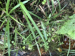 Gardneria multiflora