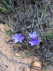 Aristea oligocephala