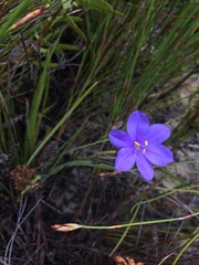 Aristea oligocephala