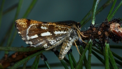 Bupalus piniaria