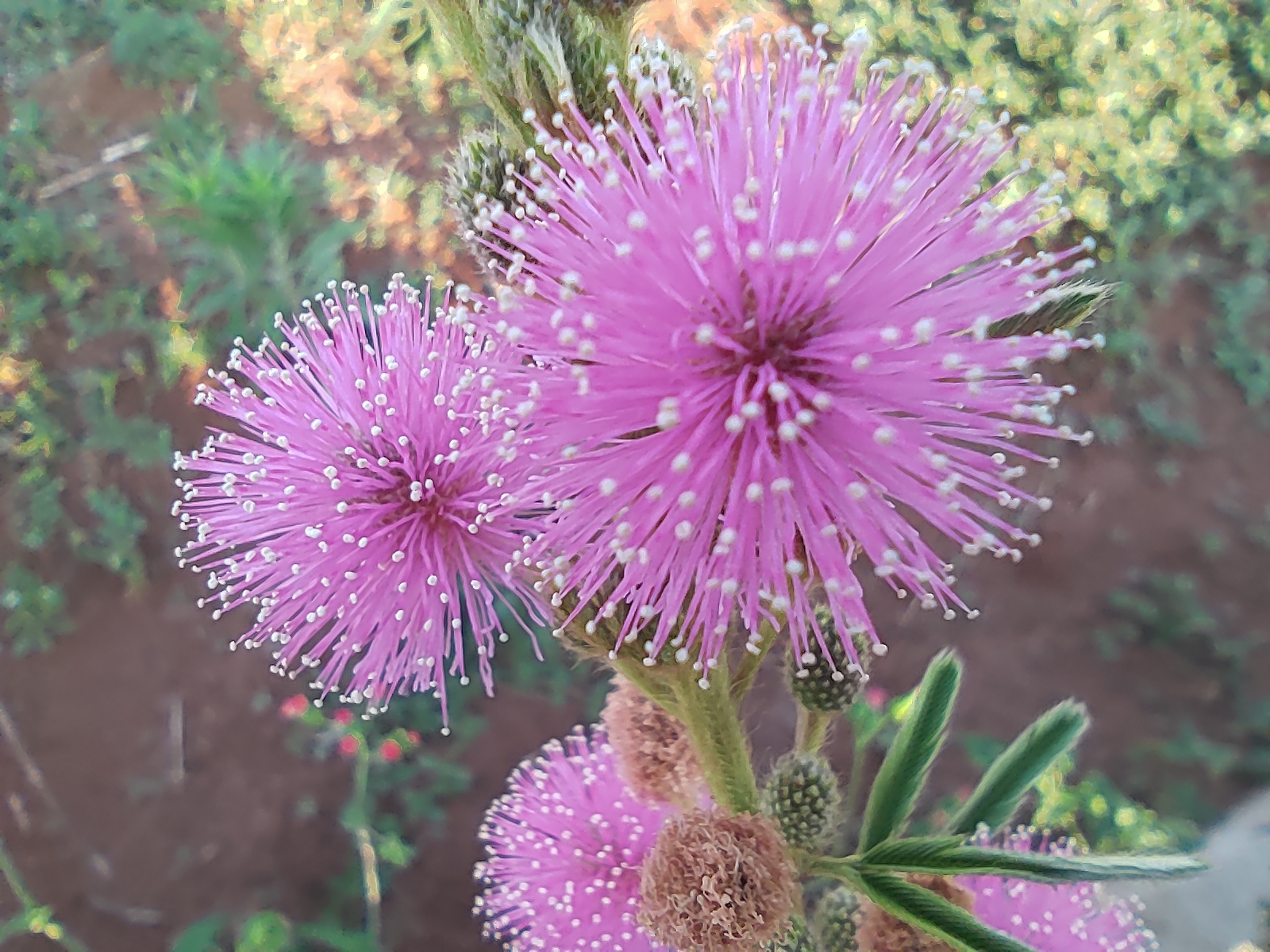 Mimosa xanthocentra