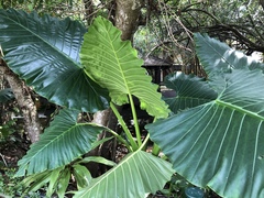 Alocasia macrorrhizos
