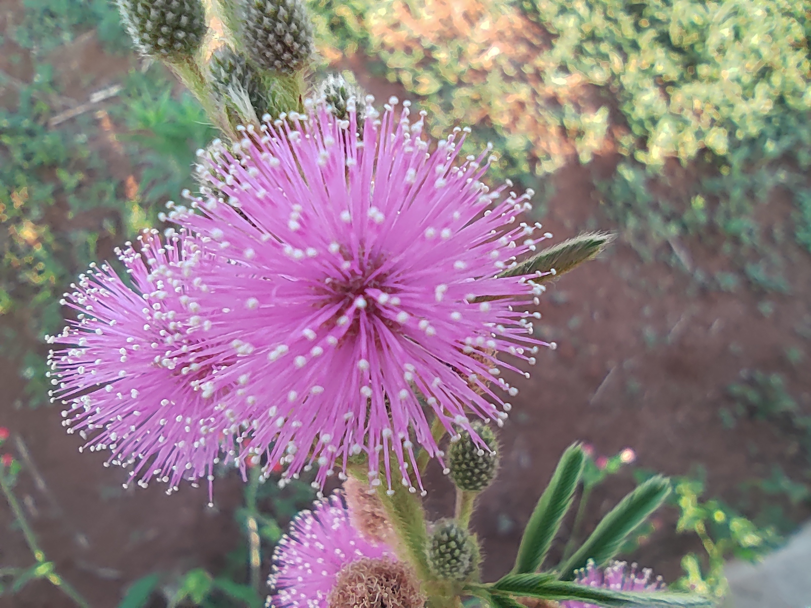 Mimosa xanthocentra