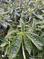 Strobilanthes crispus