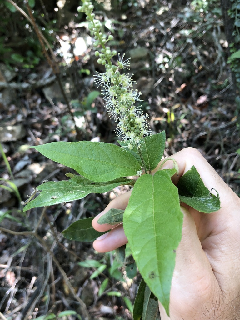 Croton lachnocarpus (Croton lachnocarpus)
