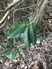 Anodendron affine