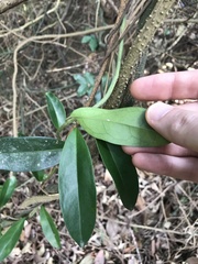 Anodendron affine