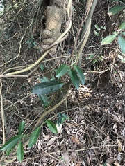 Anodendron affine