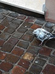 Columba livia domestica