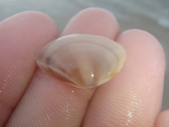 Austromactra rufescens