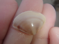 Austromactra rufescens