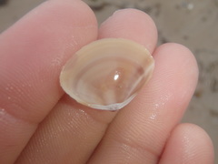 Austromactra rufescens