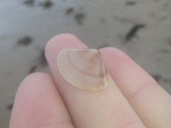 Austromactra rufescens