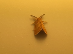 Euproctis lucifuga