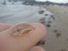 Austromactra rufescens