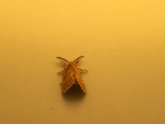 Euproctis lucifuga