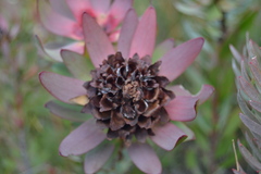 Leucadendron barkerae