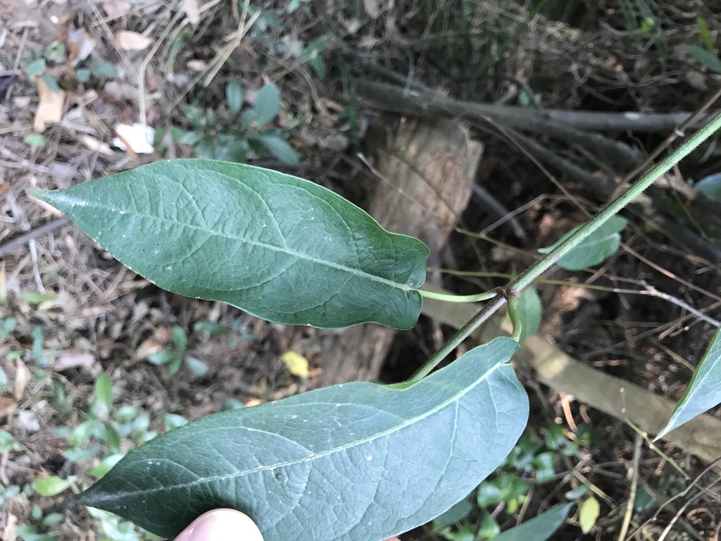 Marsdenia lachnostoma (Marsdenia lachnostoma)