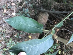 Marsdenia lachnostoma