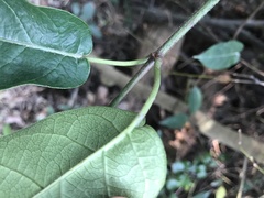 Marsdenia lachnostoma