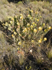 Leucadendron barkerae