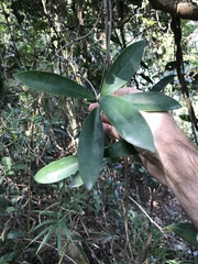 Anodendron affine