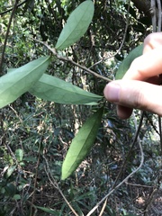 Anodendron affine