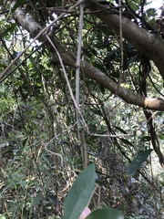 Anodendron affine