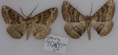 Cleora scriptaria