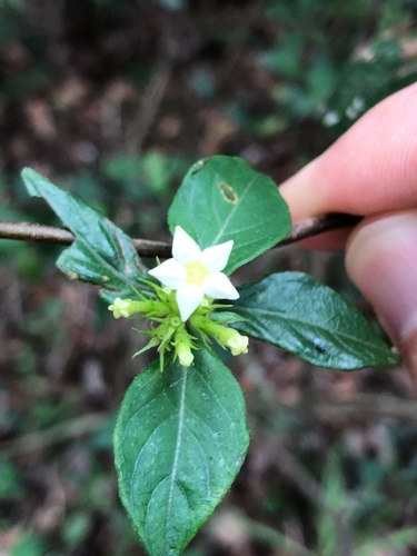 Mussaenda parviflora iNat (2)