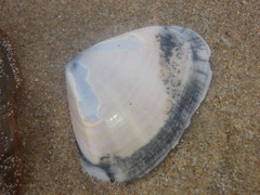 Latona deltoides
