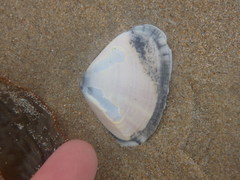Latona deltoides