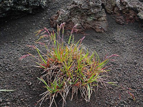 Poa malacantha iNat (2)