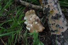 Favolus pseudobetulinus