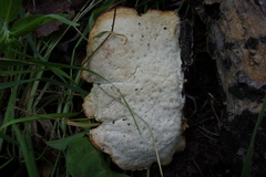 Favolus pseudobetulinus