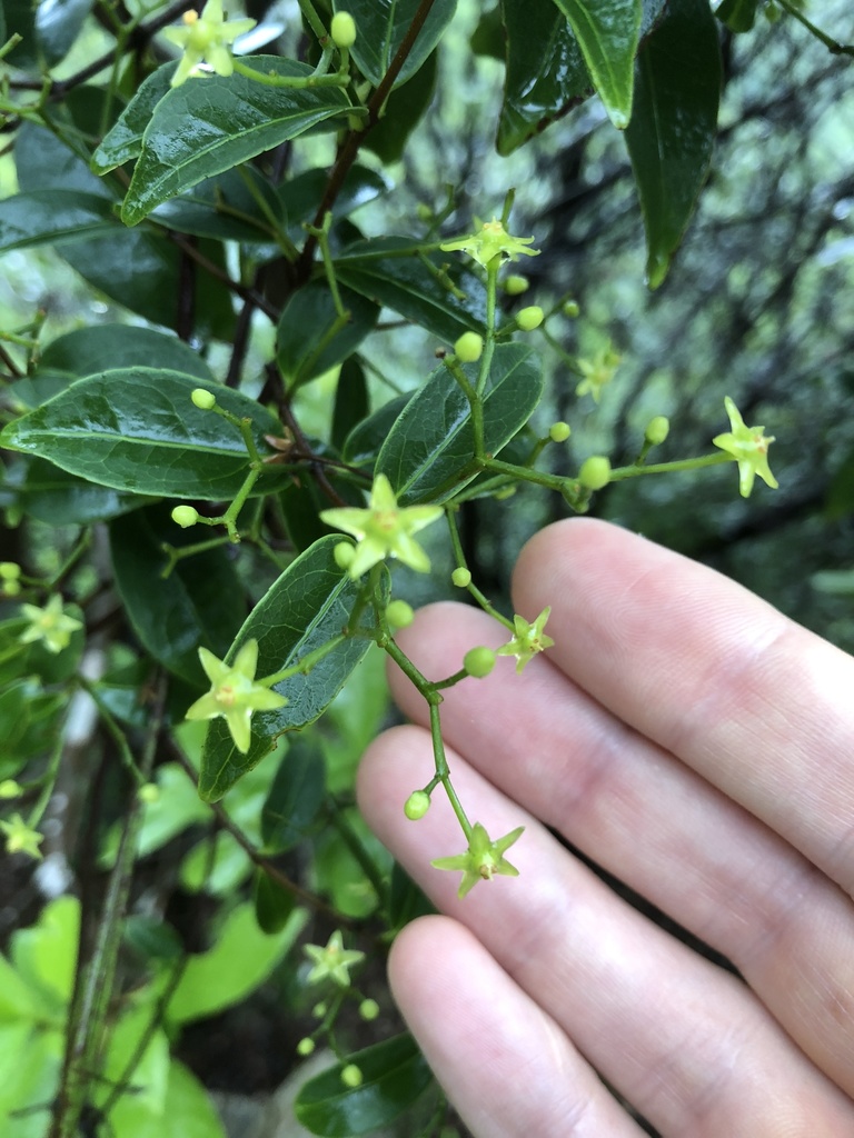 Loeseneriella concinna (Loeseneriella concinna)