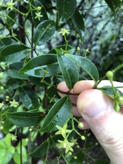 Loeseneriella concinna